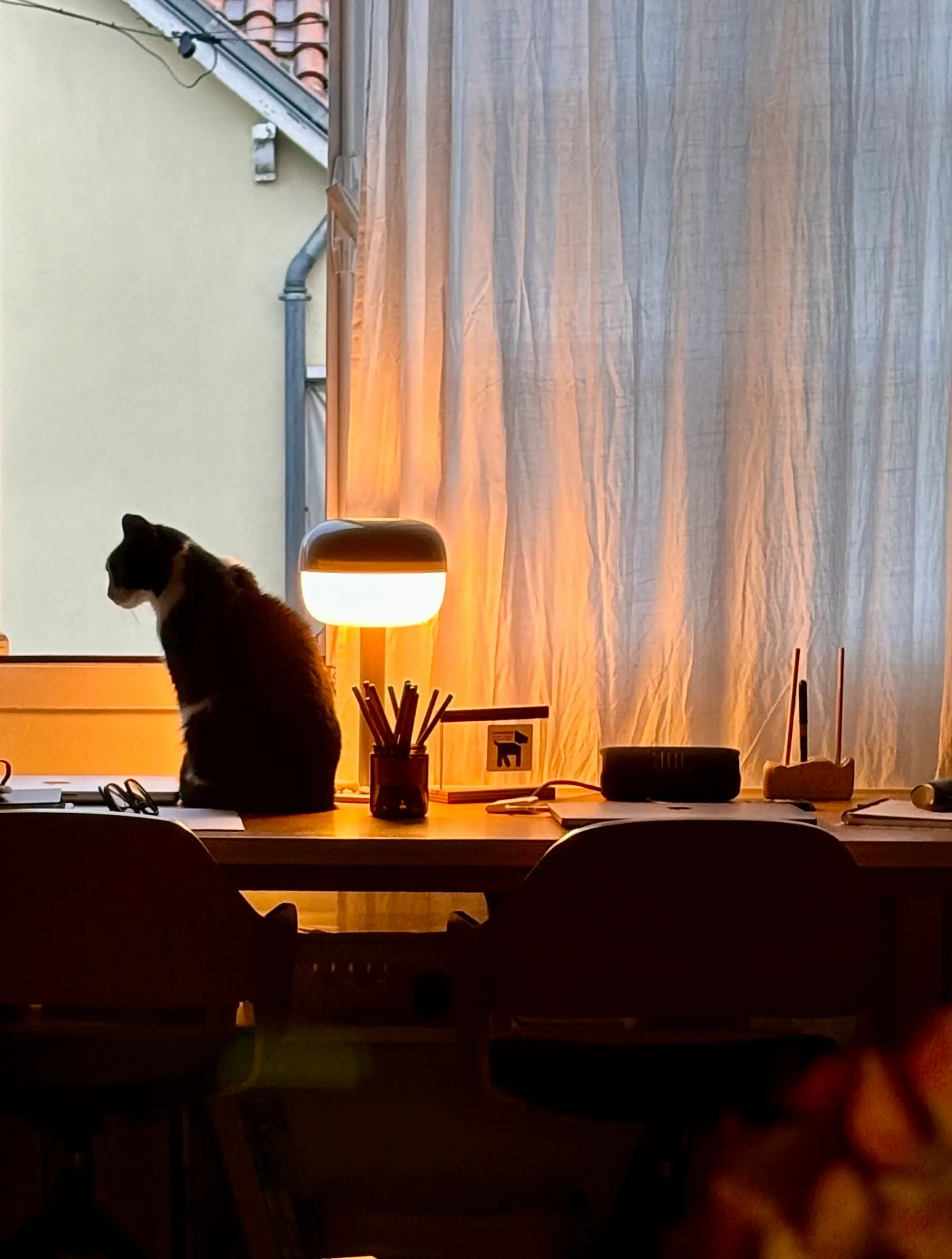 chat fenêtre sur bureau ambiance feutrée